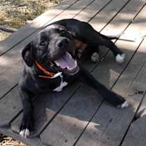 Thumbnail photo of Charlie #2