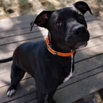 Thumbnail photo of Charlie #3