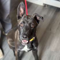 Thumbnail photo of Callie #3