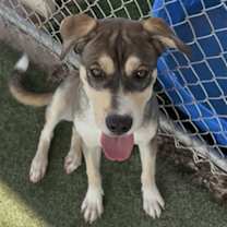 adopt-pet