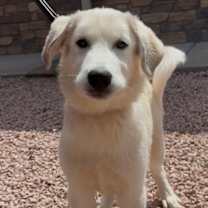 adopt-pet