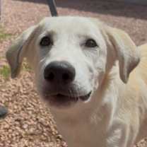 adopt-pet