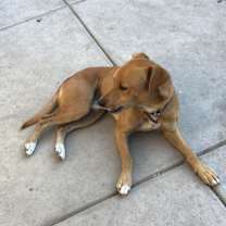 Thumbnail photo of Tomy #4