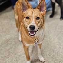 Thumbnail photo of Joan Crawford #1