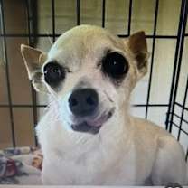 adopt-pet