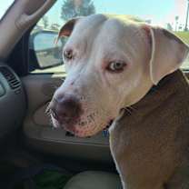 Thumbnail photo of Hank #1