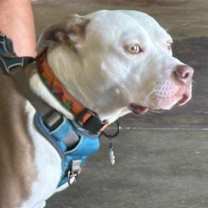 Thumbnail photo of Hank #2