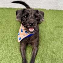 Thumbnail photo of Phanter #1