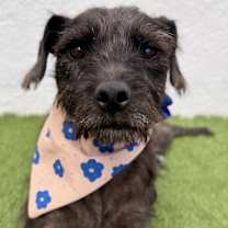 Thumbnail photo of Phanter #2