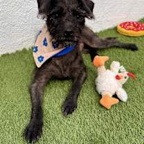 Thumbnail photo of Phanter #3