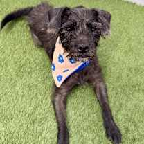 Thumbnail photo of Phanter #4