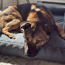 adopt-pet