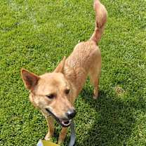 adopt-pet