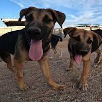 adopt-pet