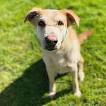 Thumbnail photo of Smokey #1