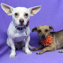 Thumbnail photo of HAROLD #2