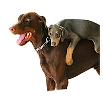 Thumbnail photo of Canelo #2