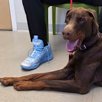 Thumbnail photo of Canelo #3