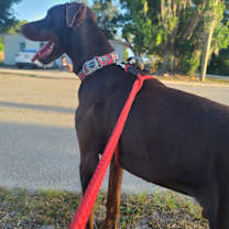 Thumbnail photo of Canelo #4