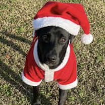 Thumbnail photo of Fruity 'Pebbles' #1