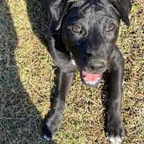 Thumbnail photo of Fruity 'Pebbles' #2