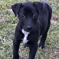 Thumbnail photo of Fruity 'Pebbles' #3