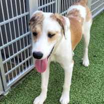 Thumbnail photo of Lovelace #2