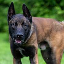 Thumbnail photo of Cheese #1