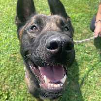 Thumbnail photo of Cheese #2