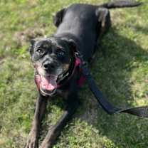 adopt-pet