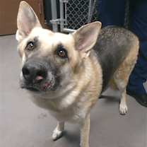 adopt-pet