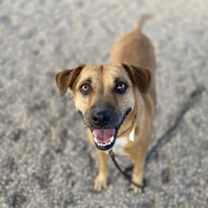 adopt-pet