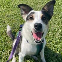 Thumbnail photo of Callipop #2