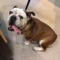 Thumbnail photo of ANNIE #1