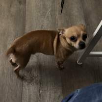 Thumbnail photo of Rico #3