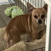 Thumbnail photo of Rico #4