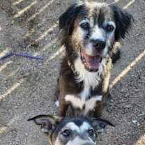 Thumbnail photo of Porsche (puppy) #3