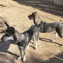 Thumbnail photo of Porsche (puppy) #4