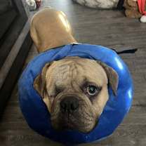 Thumbnail photo of Duke Ellington #3