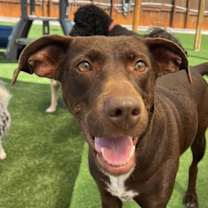 Thumbnail photo of Laney #1