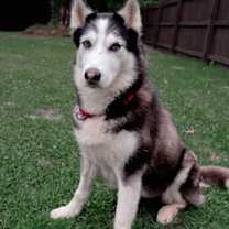 Thumbnail photo of Memphis #4