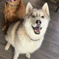 Thumbnail photo of Cosmo #1