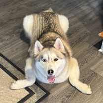 Thumbnail photo of Cosmo #2