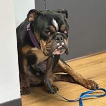 Thumbnail photo of Eggo Waffles #2