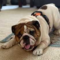 Thumbnail photo of Samson Schmear #2