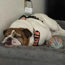 Thumbnail photo of Samson Schmear #3