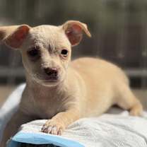 Thumbnail photo of Darlin #1