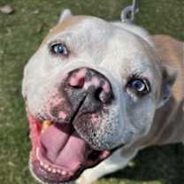 Thumbnail photo of Ole Man 1116-25 #1