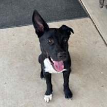 Thumbnail photo of RALPH #2