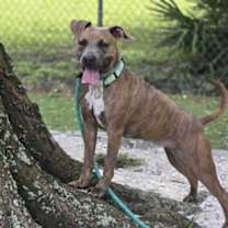 Thumbnail photo of Paisley - 2 #1